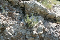 Matthiola odoratissima