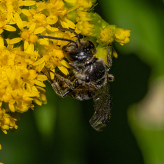 Lasioglossum coriaceum