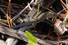 Aspidoscelis sexlineatus
