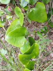 Smilax auriculata