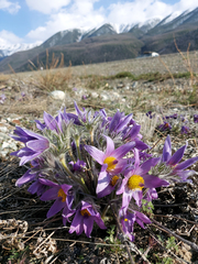 Pulsatilla turczaninovii