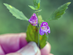 Clinopodium grandiflorum