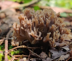 Clavulina coralloides