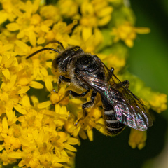 Lasioglossum coriaceum