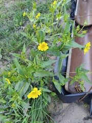 Engelmannia peristenia