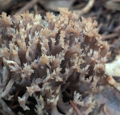 Clavulina coralloides