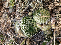 Orostachys spinosa