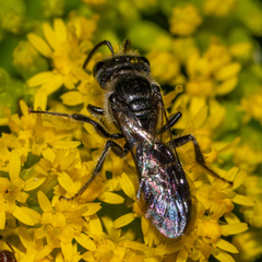 Lasioglossum coriaceum