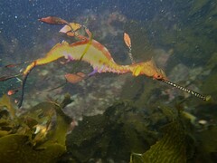 Phyllopteryx taeniolatus