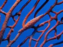 Pellasimnia brunneiterma