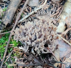 Clavulina coralloides