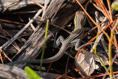 Aspidoscelis sexlineatus