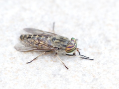 Tabanus autumnalis