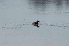 Tachybaptus ruficollis