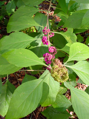 Callicarpa americana