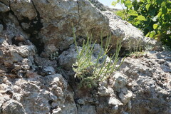 Matthiola odoratissima