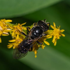 Lasioglossum coriaceum