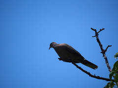 Streptopelia chinensis
