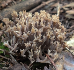Clavulina coralloides