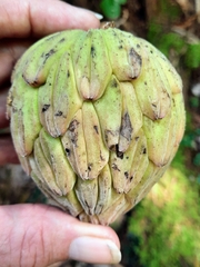 Magnolia macrophylla