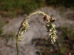 Froelichia floridana