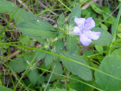 Ruellia caroliniensis