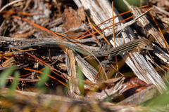 Aspidoscelis sexlineatus