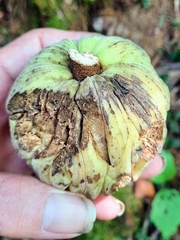 Magnolia macrophylla