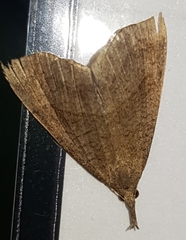 Hypena proboscidalis