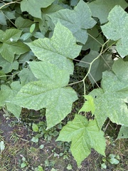 Rubus odoratus