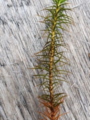 Polytrichum strictum