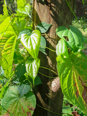 Dioscorea bulbifera