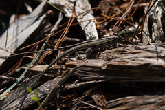 Aspidoscelis sexlineatus