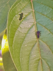 Harmonia axyridis