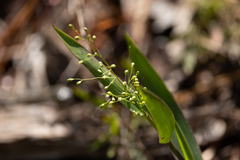 Dichanthelium commutatum