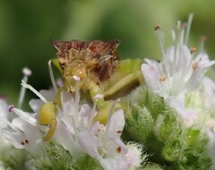 Phymata pennsylvanica