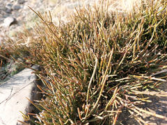 Ephedra