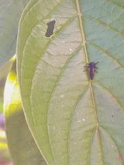 Harmonia axyridis