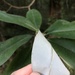 Magnolia virginiana australis - Photo (c) Will McFarland,  זכויות יוצרים חלקיות (CC BY), הועלה על ידי Will McFarland