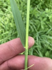 Bromus inermis