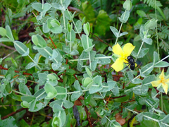 Hypericum tetrapetalum