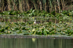 Podiceps cristatus