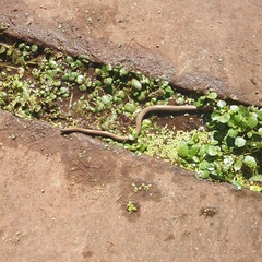 Anguis fragilis