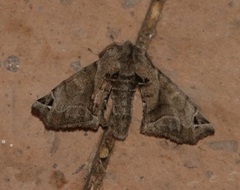 Apatelodes pudefacta