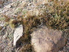 Ephedra
