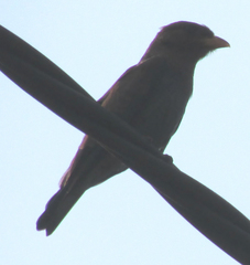 Eurystomus glaucurus