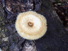 Lentinus crinitus