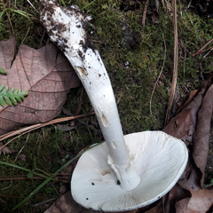 Amanita elliptosperma