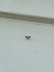 Fissicrambus mutabilis