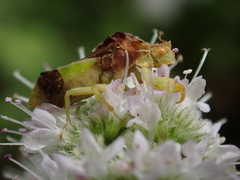 Phymata pennsylvanica